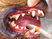 スケーリング 処置後