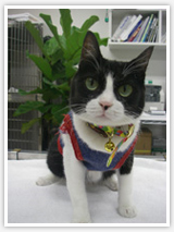 猫　くろ子の写真