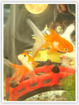 さらさ　りゅうの写真